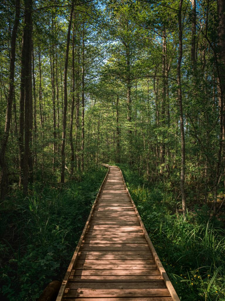 A tranquil wooden walkway leads through a verdant forest in Latvia, embracing nature's tranquility.